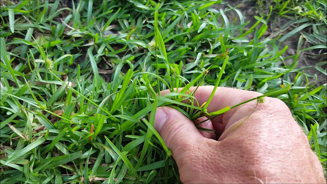 Weeding Lawn Care Specialist, Weeding, Seeding, Moss & Dressing, Falkirk, Linlithgow, Polmont, Denny, Bathgate & Stirling, Scotland